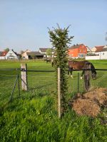 Säuleneibe toll gewachsen Bayern - Schrobenhausen Vorschau