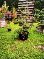 Wacholder Gartenbonsai Formgehölze Formschnitt Japangarten Bayern - Bogen Niederbay Vorschau