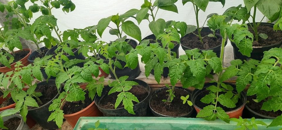 Tomaten Pflanzen. Bilder von 6 Mai. in Rosenfeld