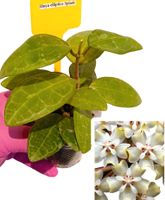 Hoya Elliptica Splash ☘️ collection_pflanzen_plant Hessen - Riedstadt Vorschau