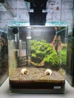 Aquarium 20l nano Dortmund - Scharnhorst Vorschau