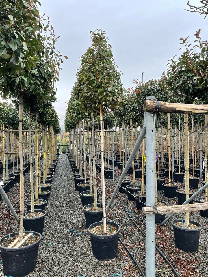 Glanzmispel photinia Hochstamm in Altlußheim