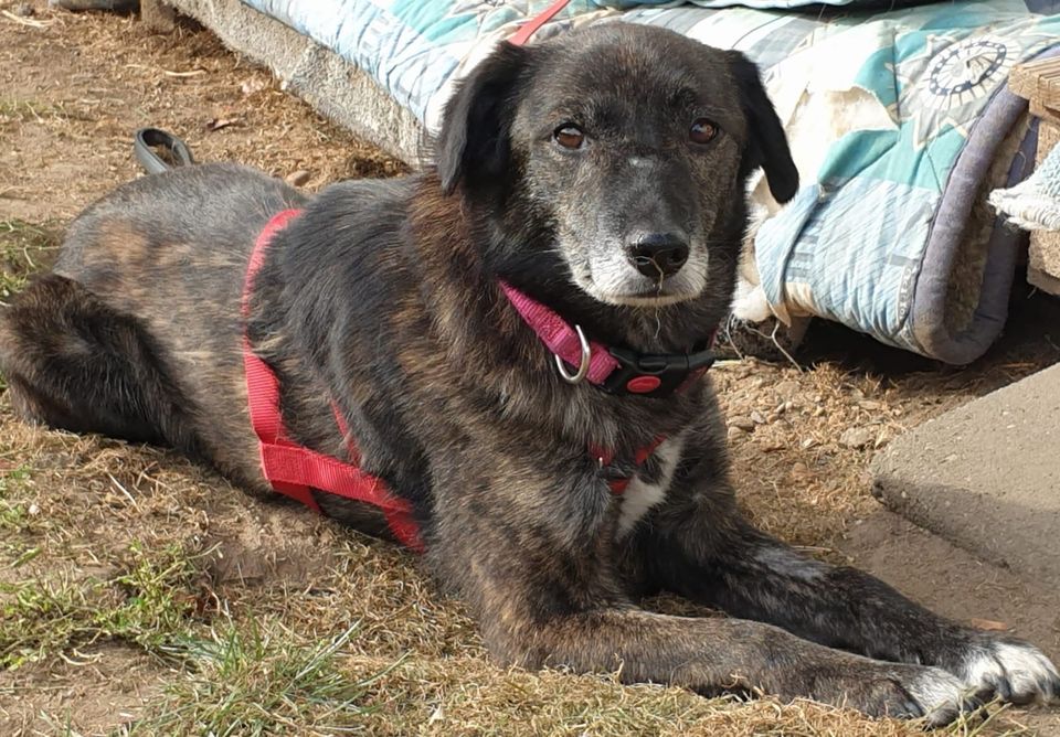 Hundeomi LIEBLIH ❤️ aus dem Tierschutz sucht ihre Menschen in Erftstadt