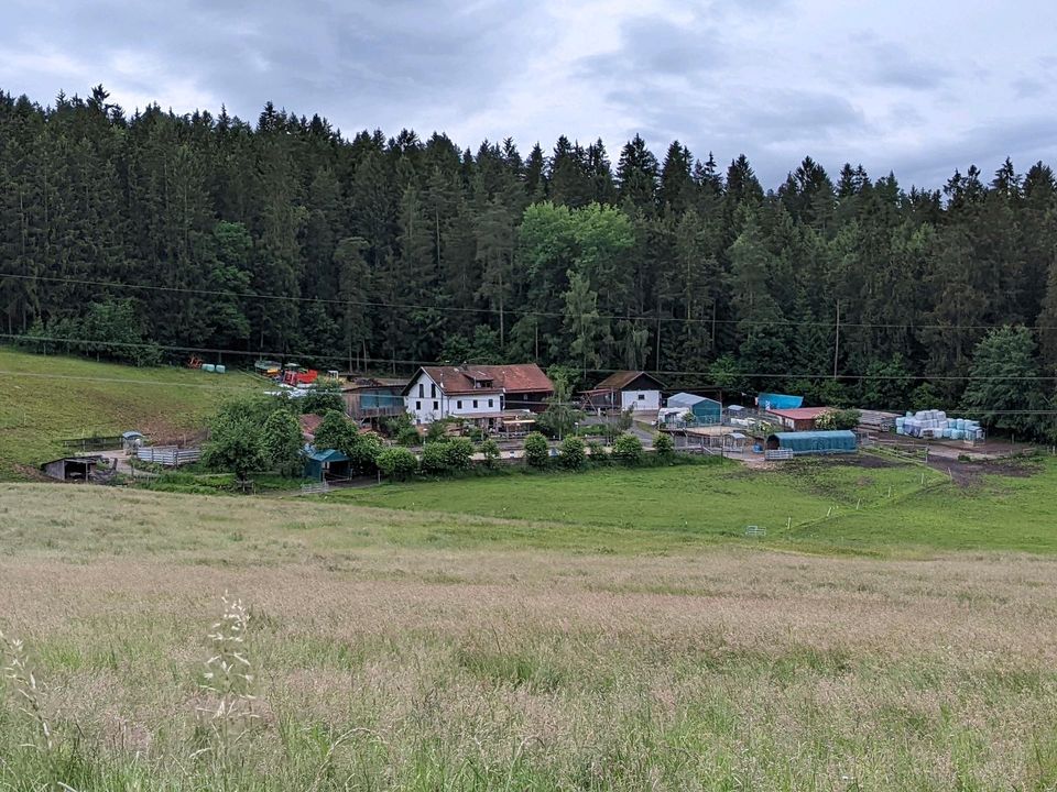 Offenstallplatz frei in Geiersthal