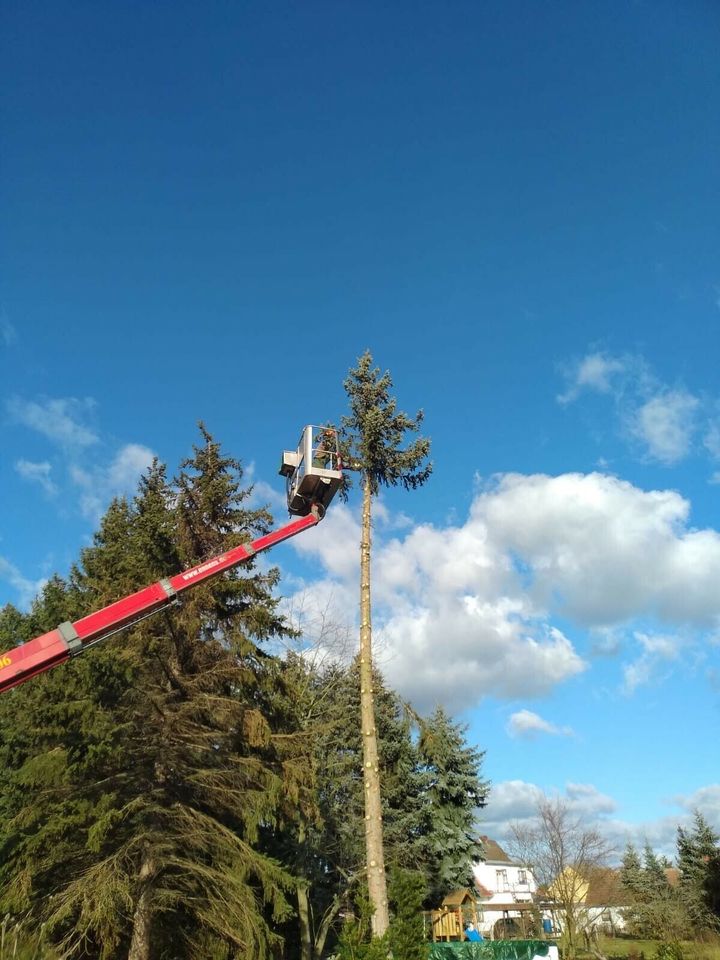 Baumfällungen / Abtragen mit SKT, Brennholz!!!&weitere Arbeiten in Jerichow