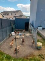 Hühner zu verkaufen Saarland - Kleinblittersdorf Vorschau