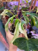 Philodendron squamiferum ghost variegata Einhorn sehr selten Stuttgart - Bad Cannstatt Vorschau