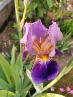 Schwertlilie / Iris barbata Ableger/Rhizome Hessen - Fulda Vorschau