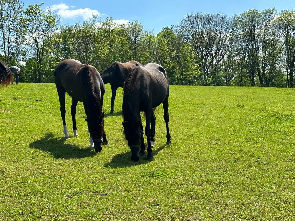 two black arabien perls / in Rochlitz