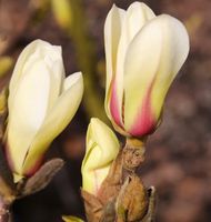 Chinesische Yulan Magnolie Sunrise 30-40cm - Magnolia denudata Niedersachsen - Bad Zwischenahn Vorschau