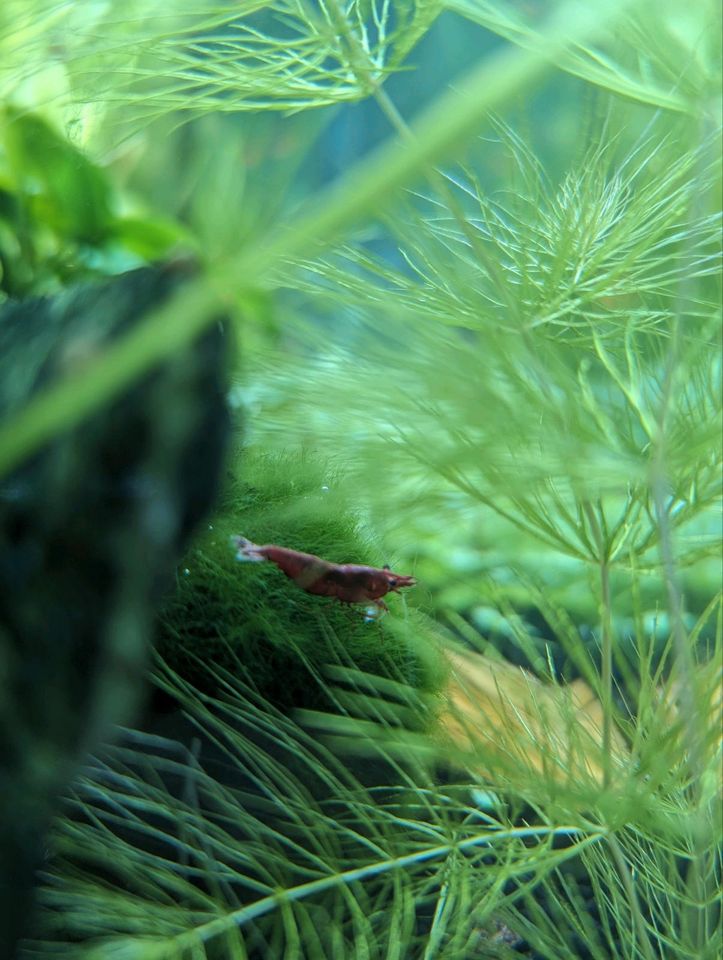 Red Cherry Garnele Neocaridina Davidi Zwerggarnelen in Obernkirchen