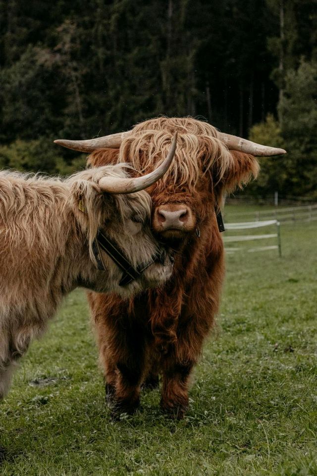 Schottisches Hochlandrind Jungullen in Niedereschach