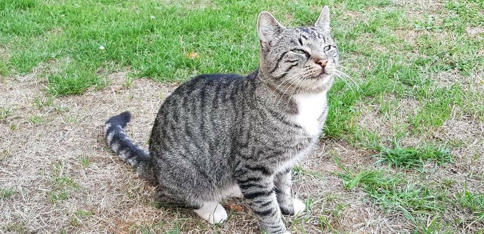 Katze ( Kater ) entlaufen 03.09.18 Titz Rödingen in Aldenhoven