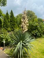 ❤️Yucca Palme winterhart Yucca Palmlilie ❤️ Nordrhein-Westfalen - Gelsenkirchen Vorschau