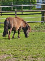 Pferdebox in sv Nordrhein-Westfalen - Voerde (Niederrhein) Vorschau