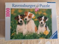 Puzzle 1000 Teile "Jack Russel Welpen" Ravensburger Berlin - Steglitz Vorschau