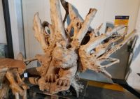 Lebensgroße Drachen Holzstatue Wurzelholz Essen - Essen-Kettwig Vorschau