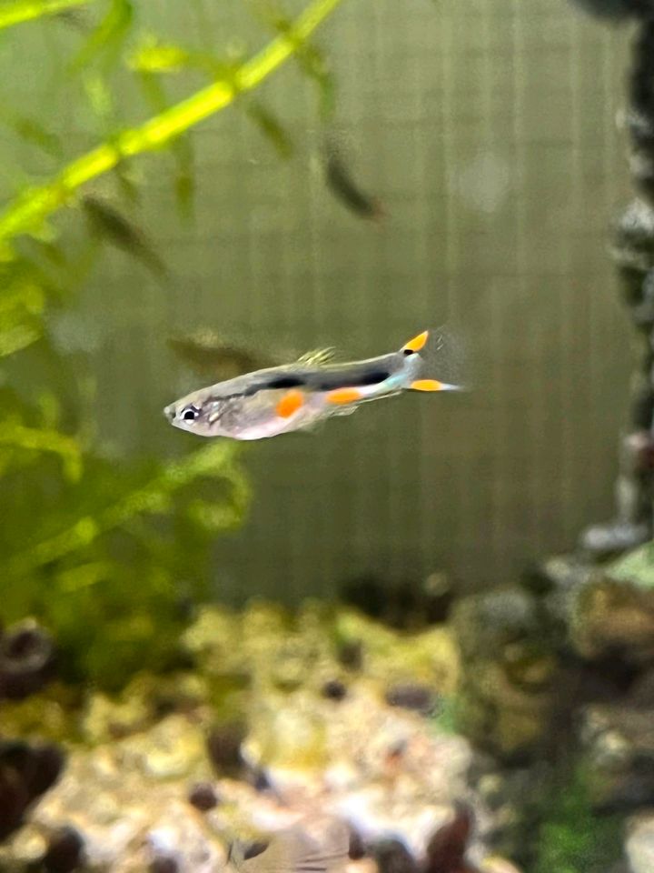 Endler Guppy in Nettetal