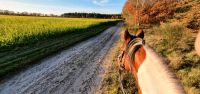 Reitbeteiligung Emsbüren - Elbergen Vorschau