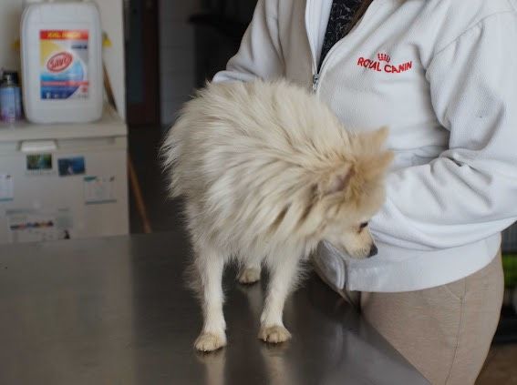 Gwendy Spitz Mix Hündin in Burgsinn