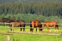 Sommerweide / Weide / Wiese / Grünland für Pferde Bad Grund (Harz) - Windhausen Vorschau