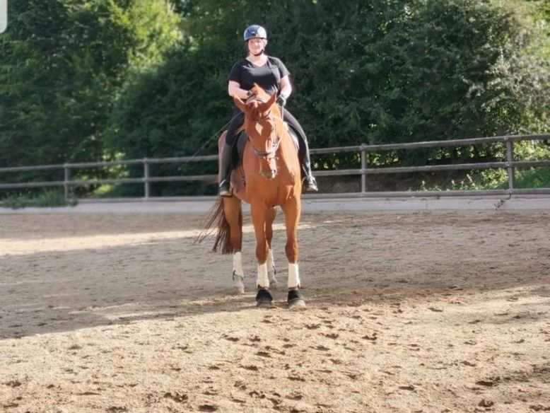 Reitbeteiligung an Dressurpferd zu vergeben in Oberhausen