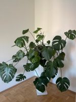 Riesige Monstera Pflanze inkl. Topf und Ständer Altstadt-Lehel - München/Lehel Vorschau