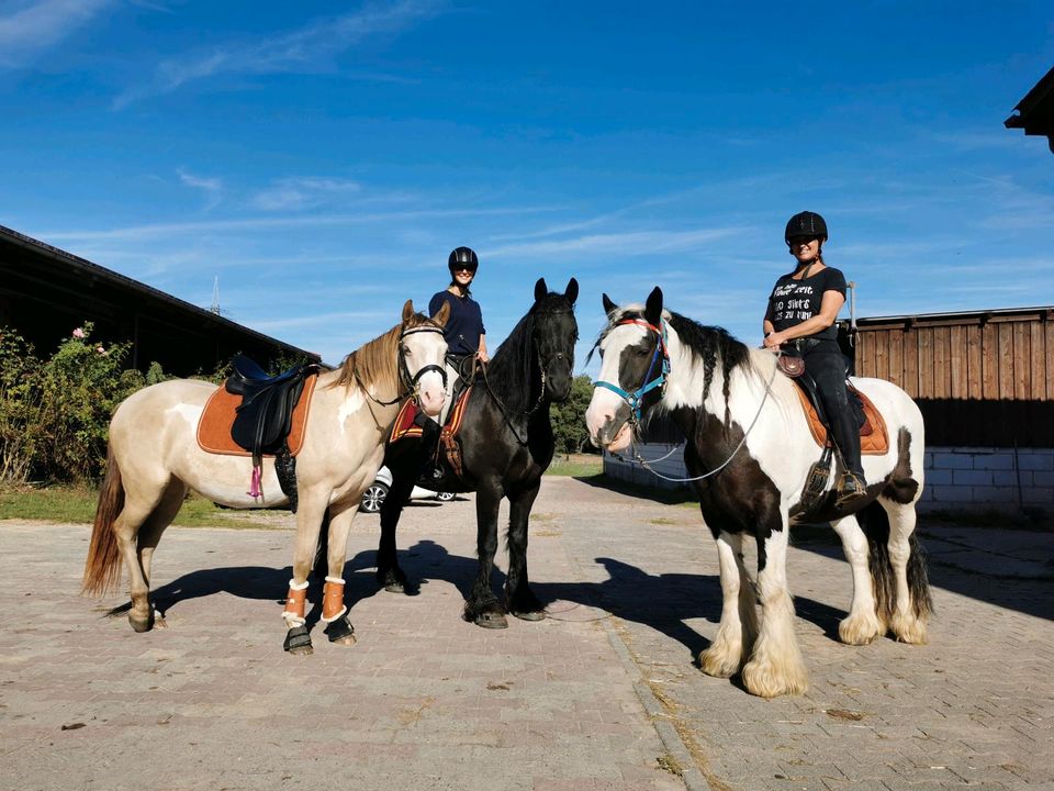 Reitbeteiligung/Pflegebeteiligung für Tinker & Friese # Gelände in Rödermark