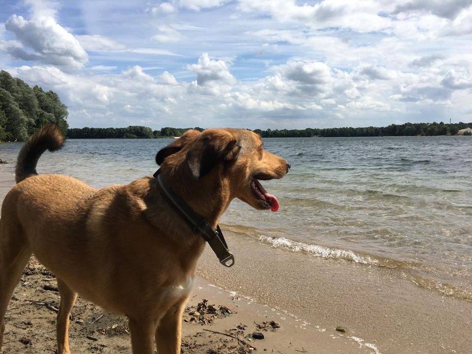 Toller Hund sucht tolle Familie in Hünxe