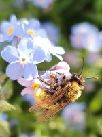 Vergissmeinnicht-Samen, wichtiger Frühblüher für Insekten Bayern - Mömbris Vorschau