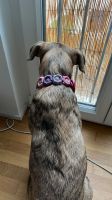 *handmade* Hundehalsband Blumen geknüpft BOHO lila rosa München - Sendling-Westpark Vorschau