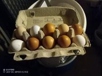 Eier von freilaufenden Hühnern Sachsen-Anhalt - Osternienburger Land Vorschau