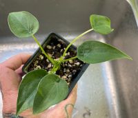 Alocasia cucullata Brandenburg - Ludwigsfelde Vorschau