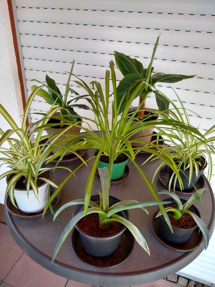 Dekorative Zimmerpflanzen, Balkonpflanzen Stück ab 2 € in Gersthofen
