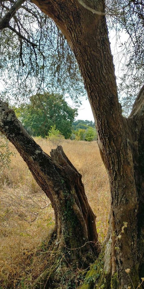 Haus Ruine TOSKANA Italien -> Auswandern Bauland Baugrundstück in Dannenberg (Elbe)