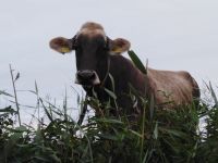 Aushilfe Landwirtschaft Niedersachsen - Stedesdorf Vorschau