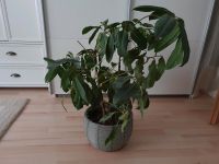 Topfpflanze Schefflera Köln - Köln Dellbrück Vorschau