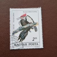 Ungarn Helmspecht Vogel Dryocopus pileatus #1663 Niedersachsen - Aurich Vorschau