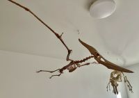 Pteranodon Skelett Dinosaurier Knochen Maßstab 1:3 3D Druck! Baden-Württemberg - Tuttlingen Vorschau