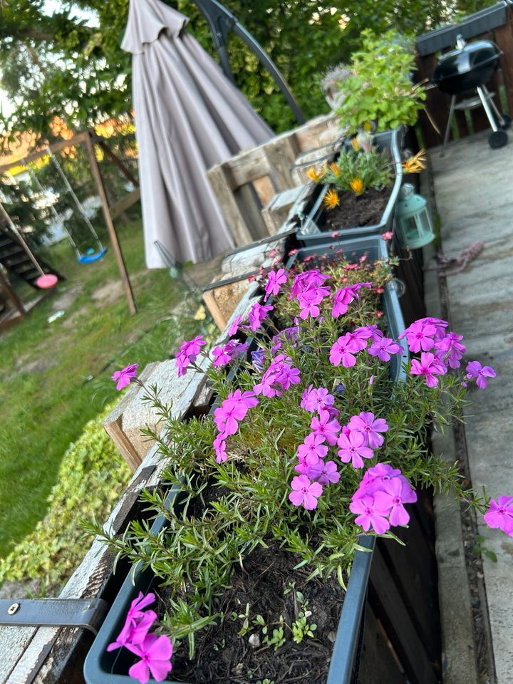 Familie sucht Haus mit Garten oder Hof in Volkach