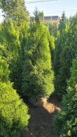 LEBENSBAUM THUJA SMARAGD BRABANT TOP HECKPFLANZEN Dresden - Briesnitz Vorschau