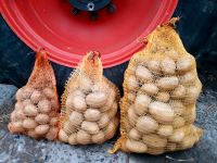 Verkaufe frische Speisekartoffeln Kartoffeln Güstrow - Landkreis - Bützow Vorschau