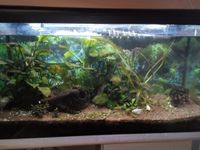 Aquarium 200 ltr. zu verkaufen Bayern - Sand a. Main Vorschau