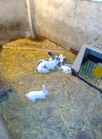 4 Kaninchenkinder zu verkaufen Niedersachsen - Rechtsupweg Vorschau