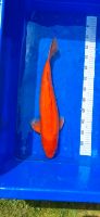 BENIGOI JAPAN KOI ORANGE 52 CM MALE MARUSEI *SONDERPREIS* Brandenburg - Hoppegarten Vorschau