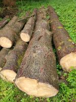 Schwere Holzstämme für Brennholz Bayern - Ergoldsbach Vorschau