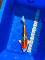 Japan Koi Kujaku Metallic 42 cm Züchter Kase Japan Nordrhein-Westfalen - Brühl Vorschau