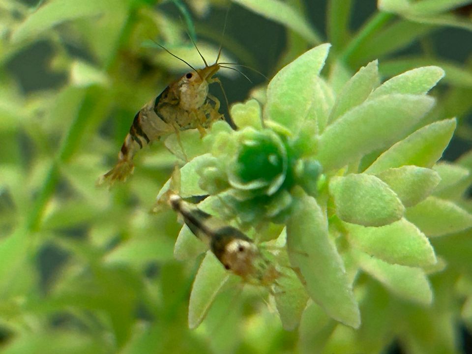 Schwarz weiße Bienengarnele  Black Bee Garnele 4,50€ in Rangendingen