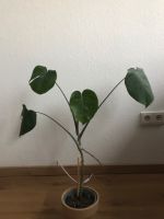 Monstera deliciosa var. borsigiana Nordrhein-Westfalen - Herford Vorschau