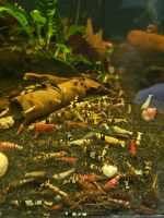 Caridina Garnelen Mix Leitungswasser gelb rot schwarz  blau weiss Niedersachsen - Loxstedt Vorschau